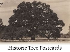 HistoricTreePostcard